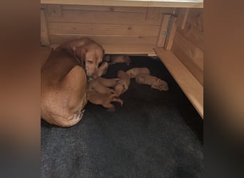 Reinrassige Magyar Vizsla Welpen mit Papieren – abzugeben ab 19.09.25