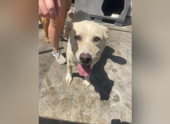 Und dann kam BAILEY - ein liebevoller Hundeopi mit trauriger Vergangenheit sucht endlich sein Glück