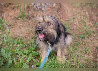 LUNA - das sanfte, kleine Hundemädchen sucht ein ruhiges, liebevolles Zuhause