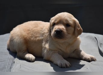 süße reinrassige Goldenretriever Welpen geboren