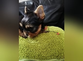 Yorkshire-Terrier Welpen,  reinrassig mit Ahnentafel sofort abgabebereit
