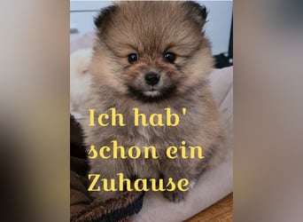zuckersüße Pomeranianwelpe