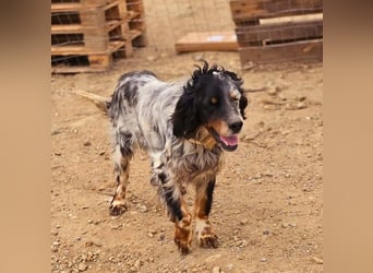 Neo sucht wundervolles Zuhause!