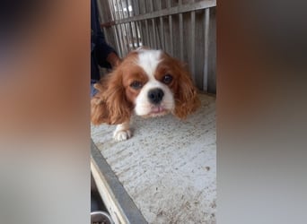 Chili, schüchteres Cavalier King CHarles Spaniel Hündin geb. 2020