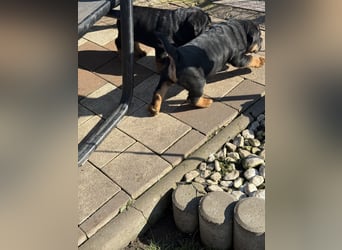Bullpeiwelpen, Mischling aus englischer Bulldogge und Sharpei/Shar-Pei