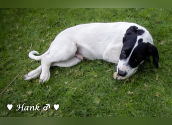 Holly, Hank, Harold und Herbie suchen ab sofort ein Zuhause