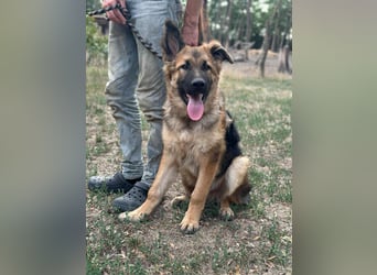 Hector, geboren 15.03.2025, 65cm sucht seine Aufgabe