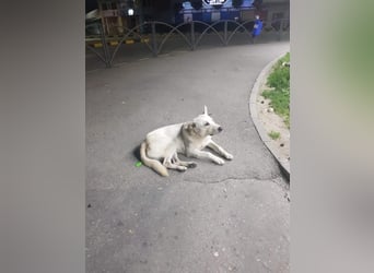 White Bear sucht ein Zuhause