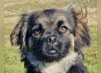 Kleine, feine ♥Roma♥ auf Körbchensuche