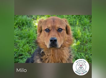 Milo – Harte Schale, weicher Kern