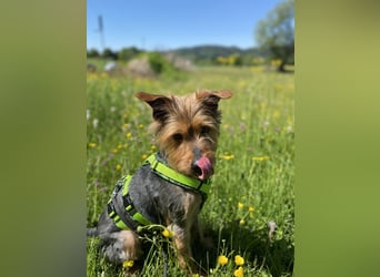 Coco, sucht seine Menschen