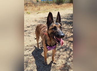 Levante (Spanien) - liebenswerter Junge sucht aktives Zuhause