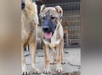 LILY❤️HSH-Mix-Hündin: eine echte Herzensbrecherin & sanfte Seele