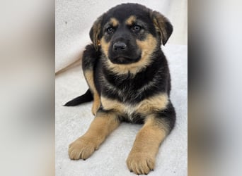 Noel, einer von 7 zauberhaften Hundewelpen die Familie suchen