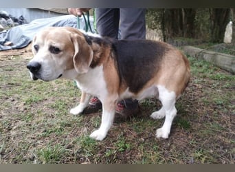 Pixi, Beagle