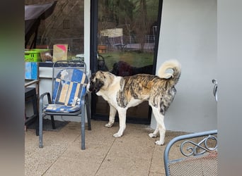 Transmontano  Herdenschutzhund / Wachhund