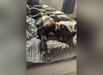 Trudie - Augenstern sucht Kuschelwolke (47839 Krefeld)