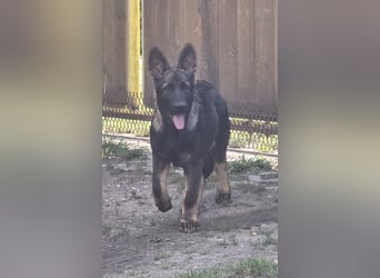 Dunkelgraue Schäferhunde aus Kör-u.Leistungzucht