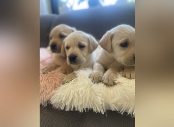 Labrador Welpen