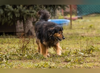 Lennox: treuer Begleiter sucht Familie