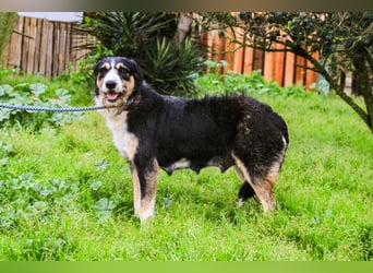 Kathy, Mix Border Collie / Griffon, lieb und sozial