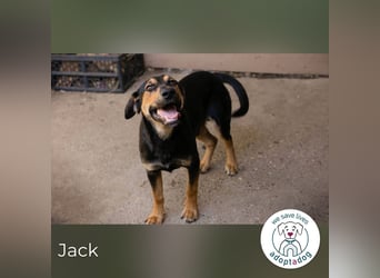Jack: Ein Hund zum Pferdestehlen!