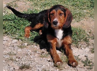 Sarantis - wie es sich für ein Hundekind gehört, ist er freundlich, neugierig und verspielt