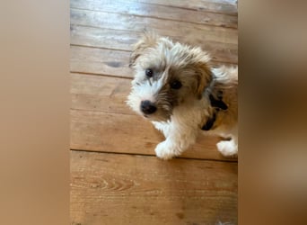 Zuckersüße Kuschelmaus sucht besonders tolles Zuhause – wartet in PLZ 57635