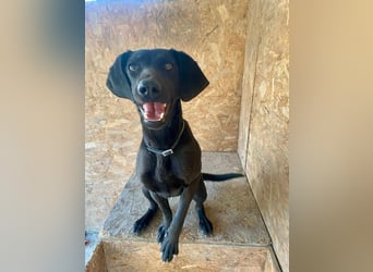 KYRA ca. 1 J. verspielte Vizsla-Labbimix-Mädchen sucht sportl. Familie