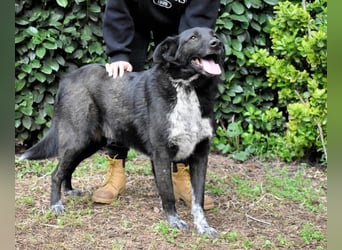 Gerald - hat ein gutes Hundeherz