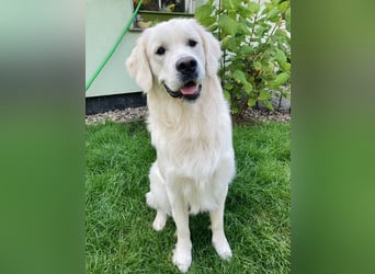 Golden Retriever Welpen vom Züchter – liebevoll & familiär aufgezogen