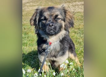 Kleine, feine ♥Roma♥ auf Körbchensuche