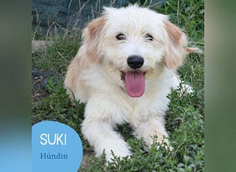 Pfiffige Suki sucht ihre Menschen