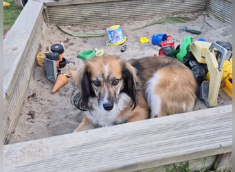 Fenja, ein zartes Wesen sucht seine Familie, PS 34346 Hann.Münden