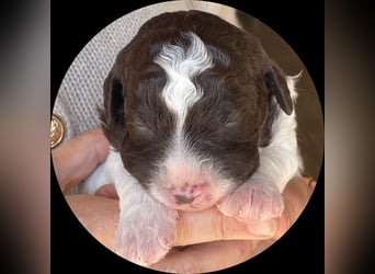 Lagotto - ein Herz aus Locken und Liebe