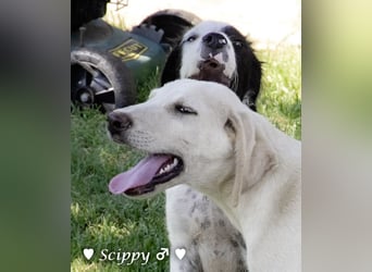 Marla, Scippy und Kea auf der Suche nach ihrer Familie
