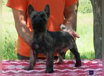 Cairn terrier puppies