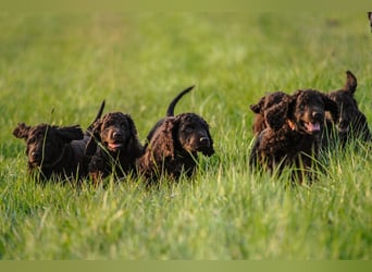 Irish Water Spaniel Welpen / Nichthaarend / FCI - VDH Zucht