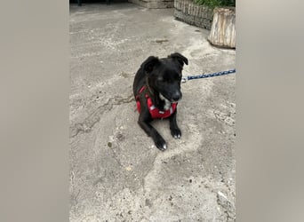 Pebbles - unsere kleine Wirbelmaus