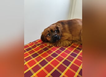 Cavalier King Charles Mischling Nr. 2L sucht eine Namenspatenschaft und seine Familie