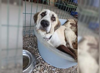 Schmusemaus Gül wäre so gerne Familienhund