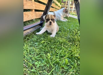 Zuckersüße Freiatmige Bulldoggenwelpen