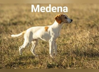 Medena - wer zeigt ihr das Hundeleben?