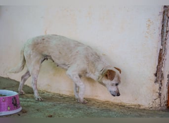 Adela – kleine Hundedame sucht ihr erstes richtiges Zuhause