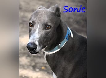 Sonic 04/2020 (ESP) - bildschöner, sehr lieber und eleganter Galgo!