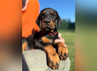 Dobermann Welpen Bohemia Gotika