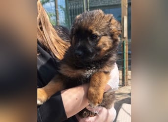 ⭐️MARILU⭐️, Hündin, 3 Monate, 23 cm, Mischling, Tierschutz