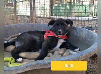 lieber Ralfi wünscht sich sein Zuhause