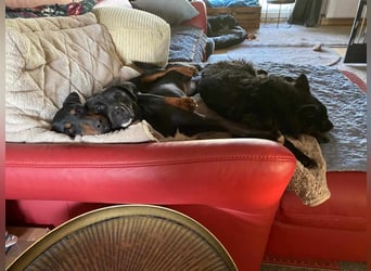 Leyla aktiver Jagdterrier Mischling Hündin sucht Zuhause für immmer