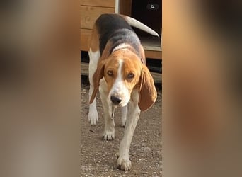 Beagle-Mix Pablito - verspielt und freundlich